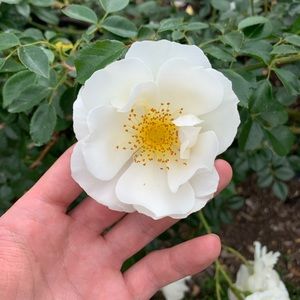 Meet your Posher, Clayton